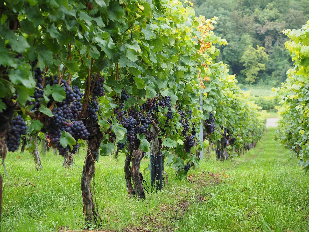 I Vini Autoctoni dei Monti Prenestini: Un Tesoro da Scoprire